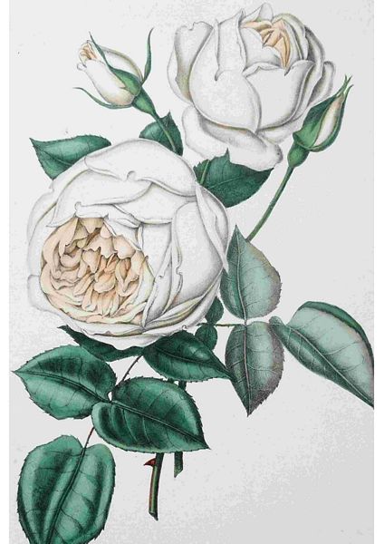 Fountain of Flowers 2 - Set 26. 60 Pages to DOWNLOAD
